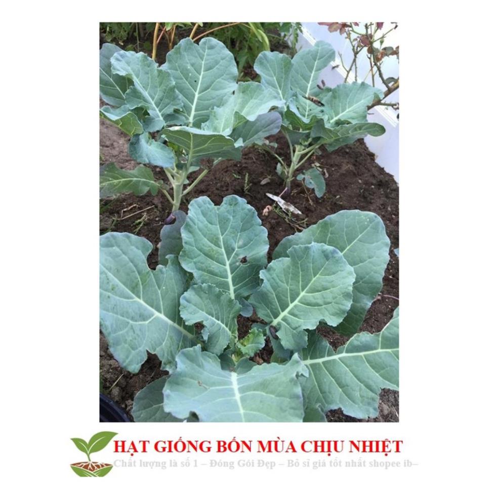 Hạt giống cải rổ