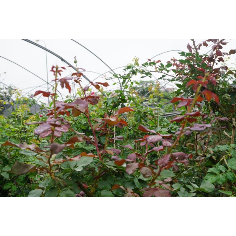 Phân bón hoa NPK 16-16-8 +13S+TE Phú Mĩ - Gíup cây phục hồi nhanh, nuôi cành, tạo tán, phát triển cân đối - Túi 500gr