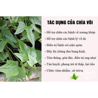 bâu cây chìa vôi giống ( cây Bạch liễm, Bạch phấn đằng)
