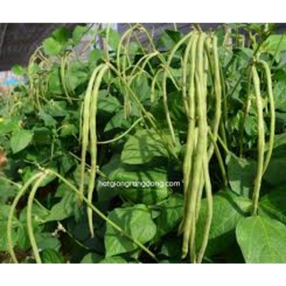 Hạt giống đậu đũa ngọt lùn rd757