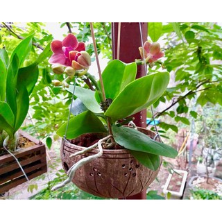 CHẬU GÁO DỪA GHÉP LAN KHẮC HOA VĂN