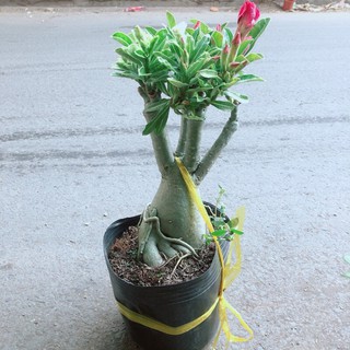 Cây Sứ Thái