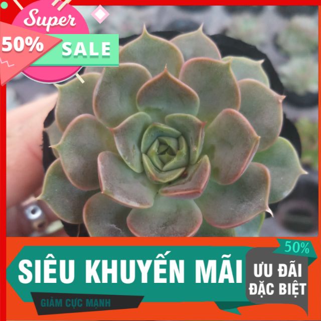 Sen hoa hồng xám