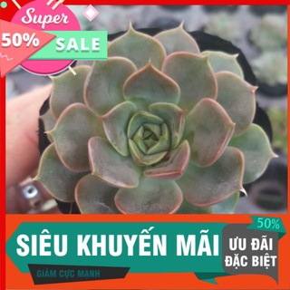 Sen hoa hồng xám
