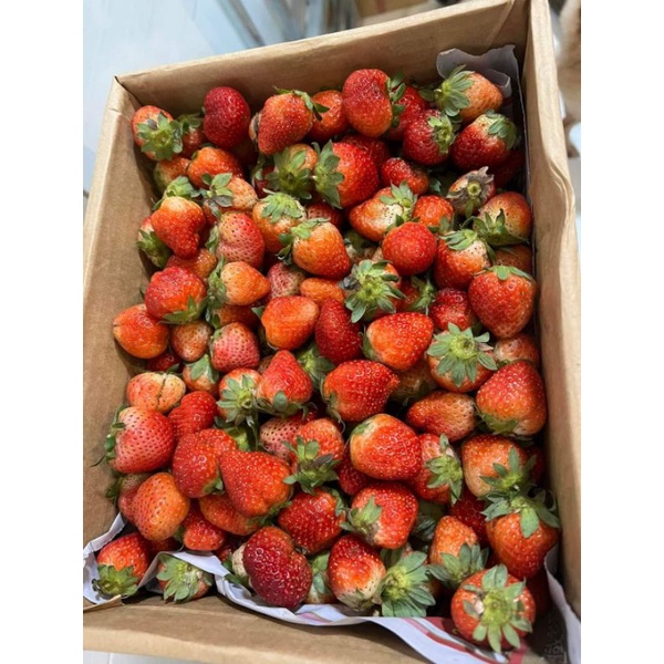 Hộp 3kg dâu tây mỹ đá Bi