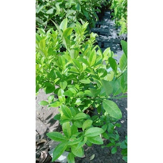 Cây Chanh Bắc cao 60cm