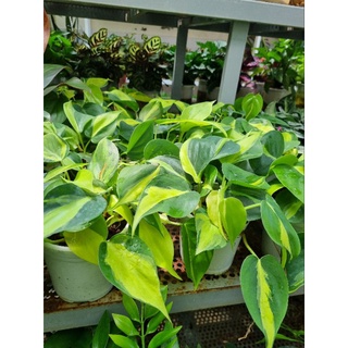Cây Philodendron hederaceum