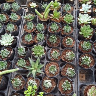 Sen đá móng rồng cánh cụp
