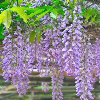 Hạt giống hoa Tử đằng