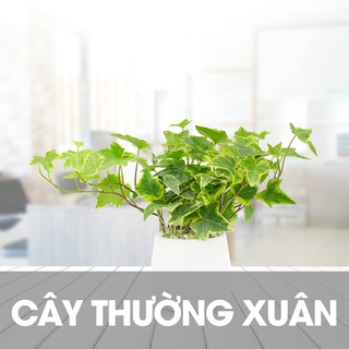 Cây thường xuân