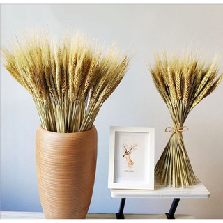 Bộ 50 Bông Lúa Mạch Khô Decor Trang Trí