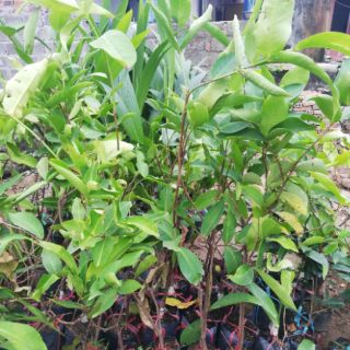 Roi đỏ an phước