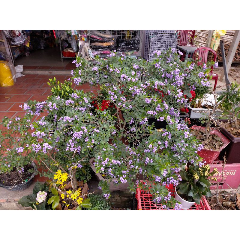 Linh sam siêu bông, cây giống 30cm
