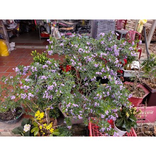 Linh sam siêu bông, cây giống 30cm
