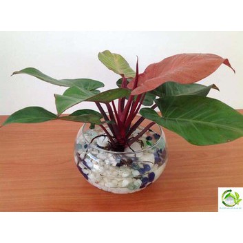 Dung dịch trồng Rau thủy canh TRIMIX DT HYDROPONIC 500ml