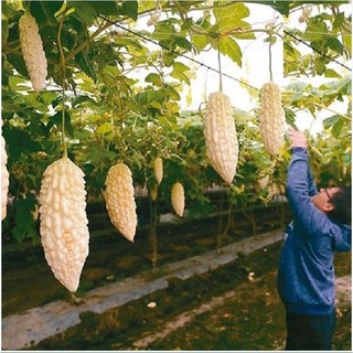 5 Hạt giống Khổ qua bạch tuyết (Kèm kích thích hạt nảy mầm)