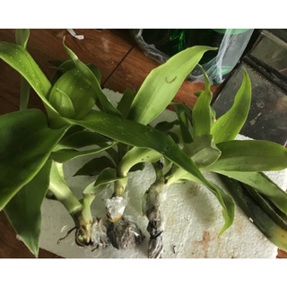 Chậu mềm lược vàng