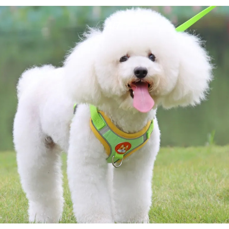 Dây Dắt Thú Cưng Đi Dạo Kèm Dây Dắt Tiện Dụng Cho Cún Cưng