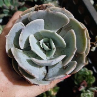 Sen Đá Lola 4-6cm siêu đẹp - 1 đổi 1.