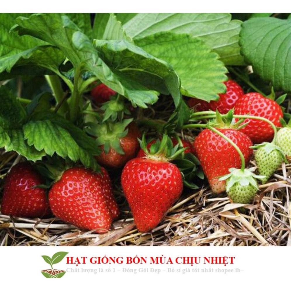 Hạt giống Dâu tây Nhật quả TO, siêu ngọt