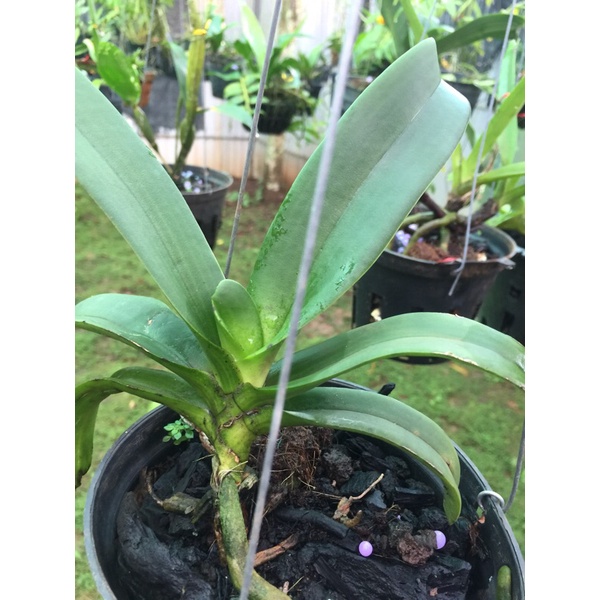 Lan đai châu buôn đôn lá mít rụt rịt giá 99k một chậu