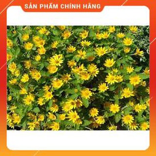 HẠT GIỐNG CÚC MẶT TRỜI GÓI 50 HẠT.