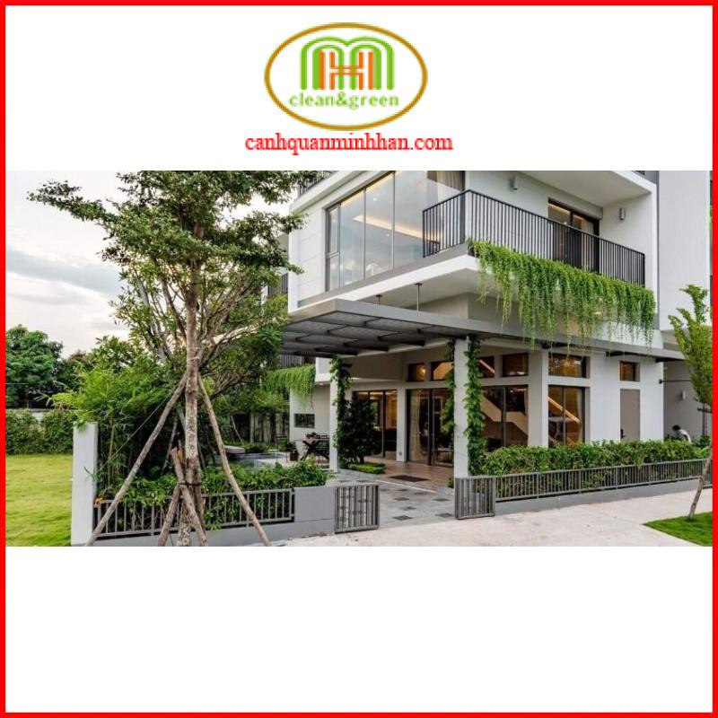 Dây cúc tần Ấn độ 1m dài decor tường cây rủ rất đẹp Minh Hân Garden