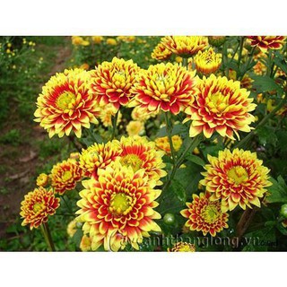 [HOT] Hạt giống hoa cúc sao mai - 50 hạt