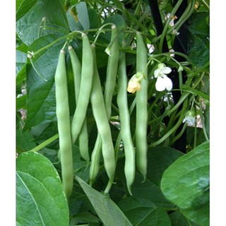 Hạt giống đậu cove leo hạt trắng cao sản LS08 gói 50 gram xuất xứ Việt Nam