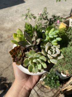 CHẬU MIX 6 SEN ĐÁ CỰC DỄ THƯƠNG
