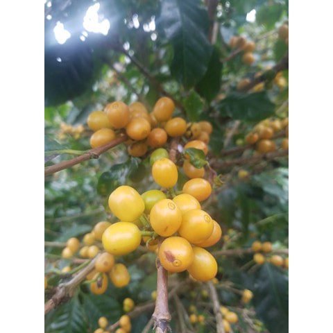 1Kg Cà Phê Typica Cầu Đất ( blend) Nhân Xanh Chưa Rang