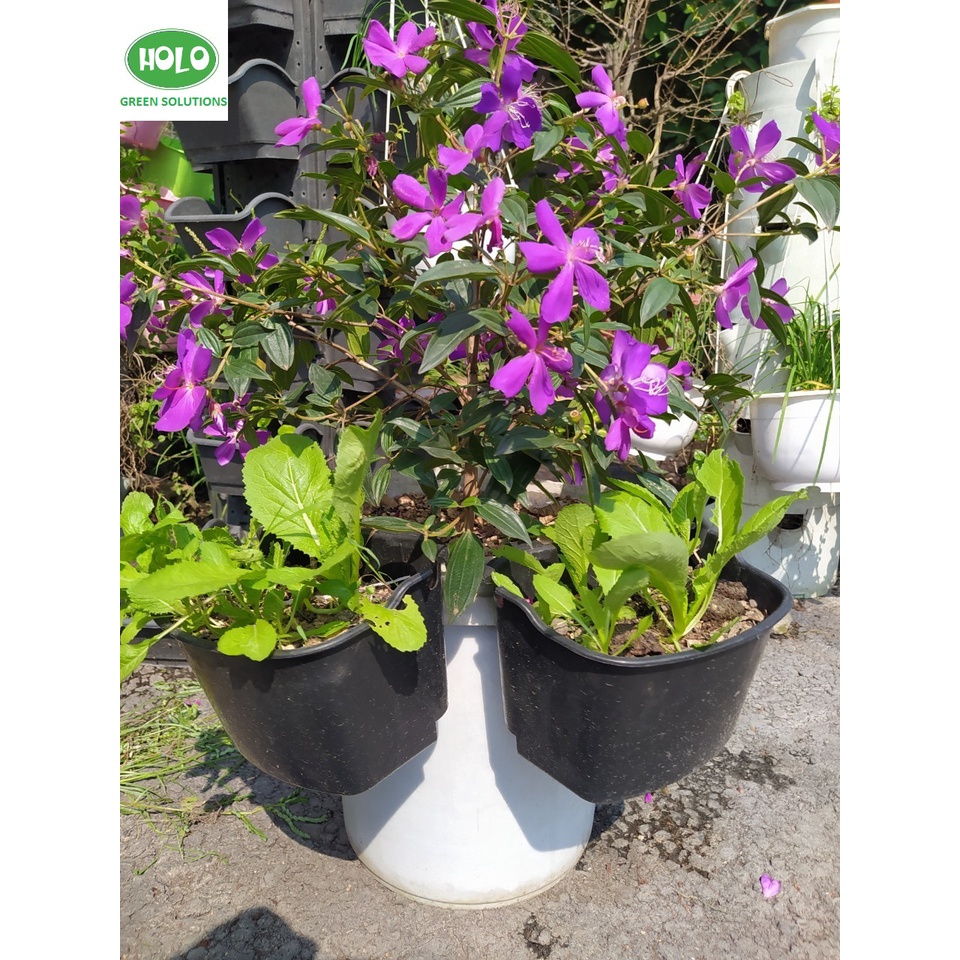 Chậu Nhựa Vườn trên tường, Vườn Đứng HOLO GREEN 16