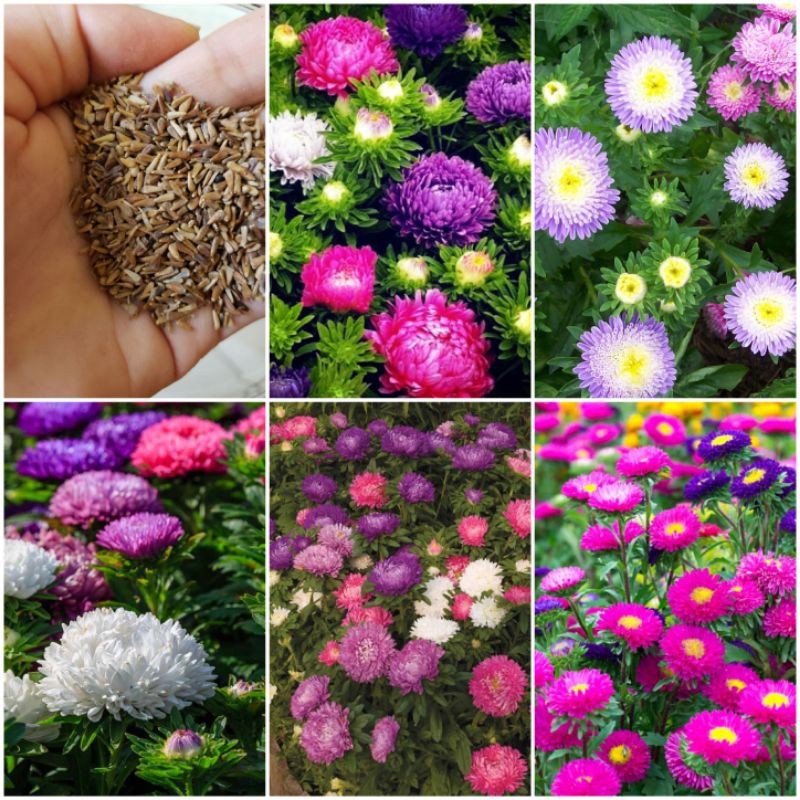 Hạt Giống Cúc Đà Lạt Cúc Magic-Nảy Mầm Trên 95% Gói 50 Hạt