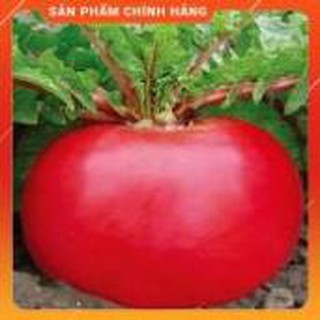 HẠT GIỐNG CỦ CẢI ĐỎ KHỔNG LỒ GÓI 10 HẠT