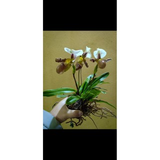 (Mới) Lan hài Trần Liên