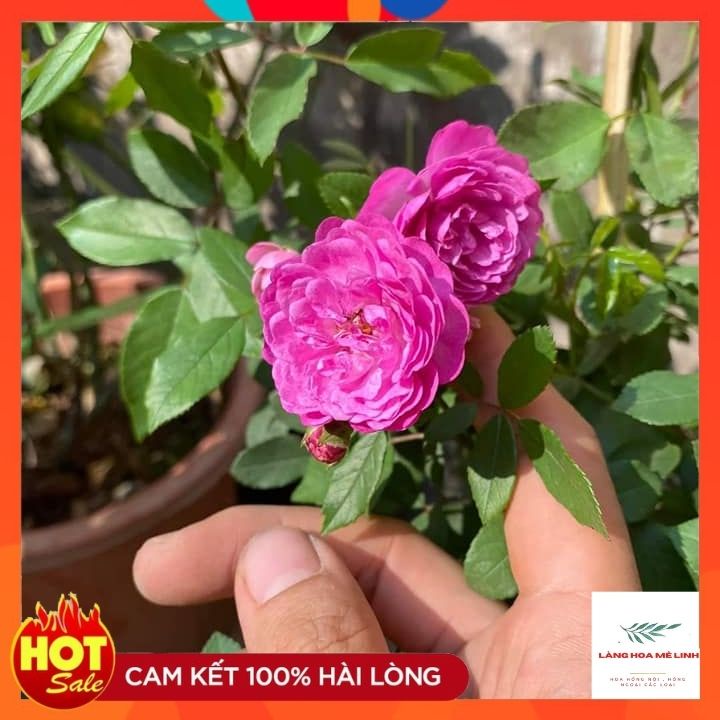 Hoa hồng ngoại Vineyard Song - [HỒNG TÍM MERLOT] loài hoa của những hoài niệm đẹp, mang trong mình sức sống dẻo dai.