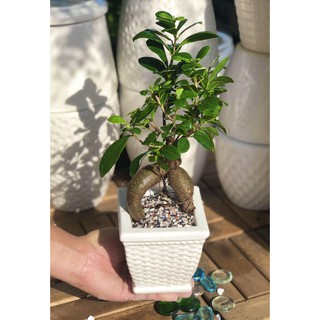 Chậu sứ cây Si thân sâm