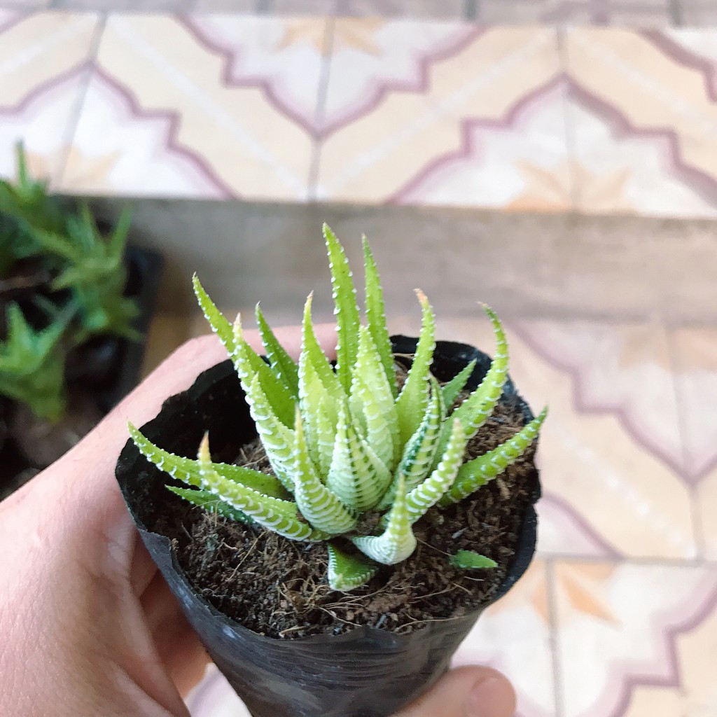 Sen Móng Rồng Var Đột Biến |FREESHIP| XUẤT XỨ VIỆT NAM, ĐÃ THUẦN KHÍ HẬU, SIÊU KHOẺ ĐẸP, LỖI 1 ĐỔI 1