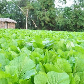 10gram HẠT GIỐNG CẢI BẸ DƯA