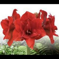 1 củ Huệ tây  kép mix màu