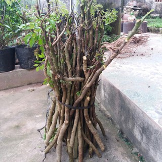 Cành Đinh Lăng Nếp Bắc ( Nhà Trồng )