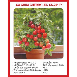 Hạt giống cà chua lùn đỏ 30 hạt