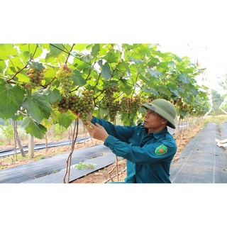 Cây Giống Nho Hạ Đen Cho Trái Sớm - Năng Suất Cao