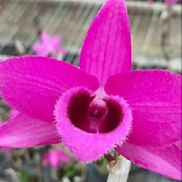 Ki trầm đỏ