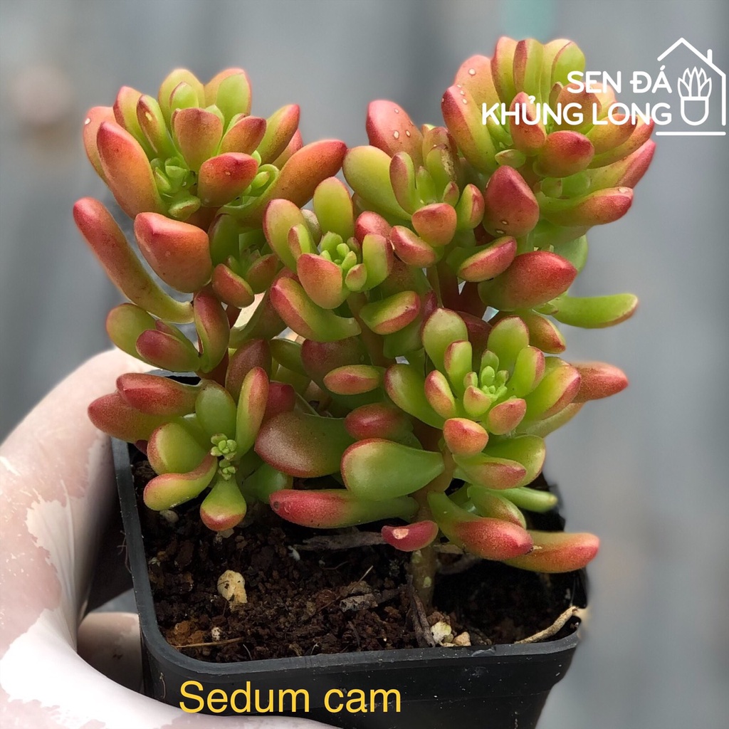 Sen đá Sedum Cam - sedum  joyce tulloch