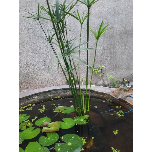 Thủy trúc việt 70 cây 50 k