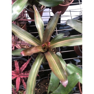 Dứa màu nam mỹ ( size trung 25-35cm)