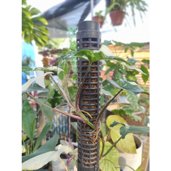 Trụ nhựa trồng cây leo