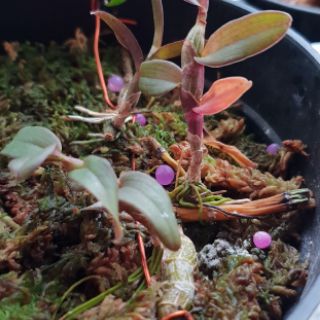 Kie phi điệp hồng Sơn Thủy 5cm