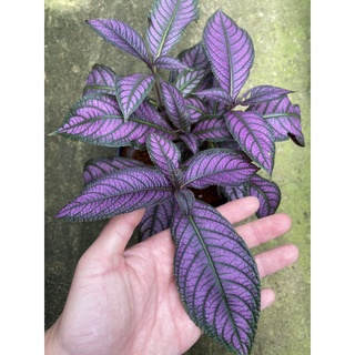 Chậu persian shield - gấm phụng hoàng